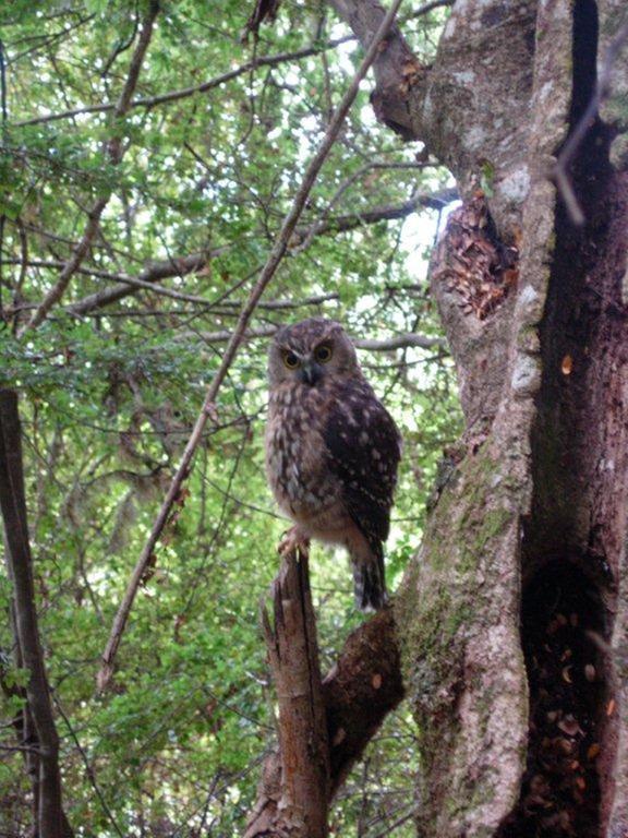 Morepork Riverside Lodge Paihia Exterior foto