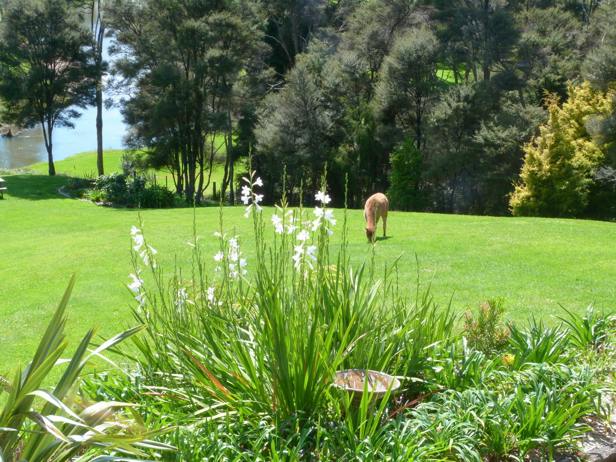 Morepork Riverside Lodge Paihia Exterior foto