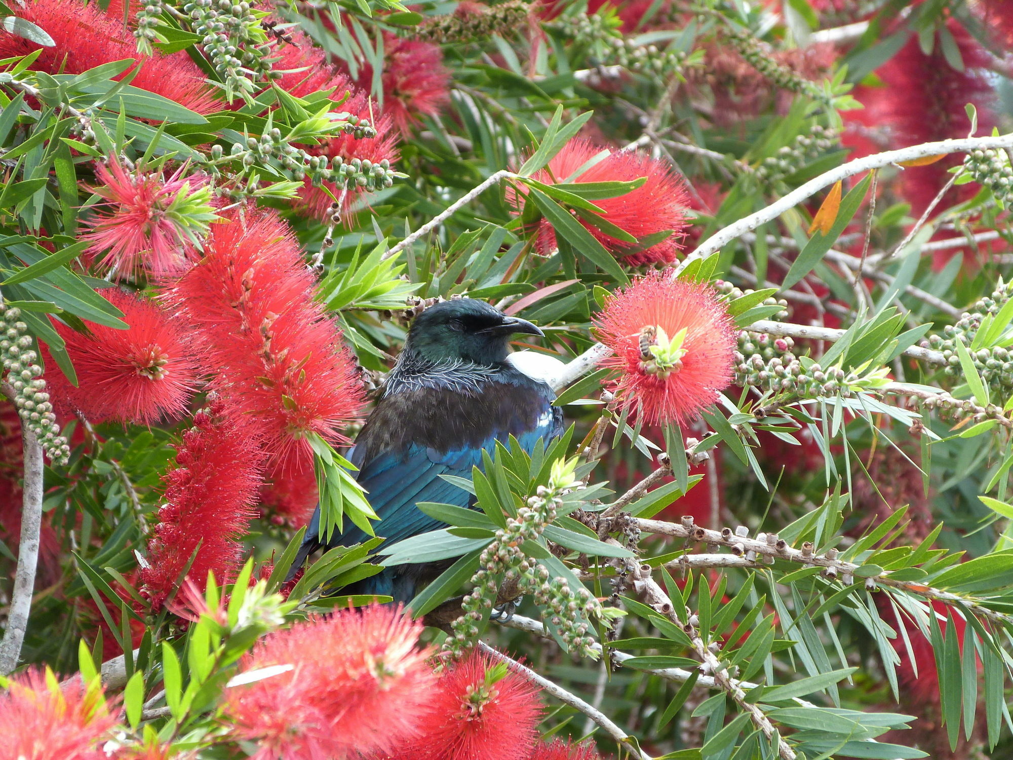 Morepork Riverside Lodge Paihia Exterior foto